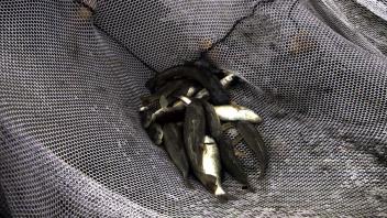 fish