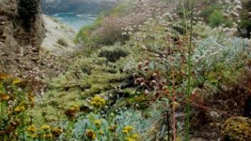 Dense Vegetation