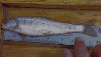 Dolly Varden juv