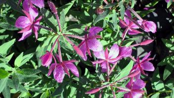 Dwarf Fireweed