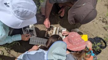 Examining the bugs we found 