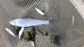 Fish sampling 