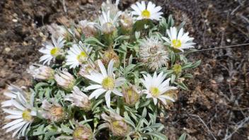 Flowers at lunch