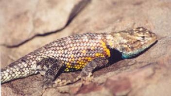 Grand Canyon reptile