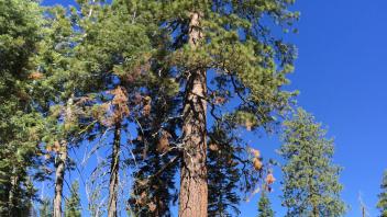Grand Canyon of the Tuolumne