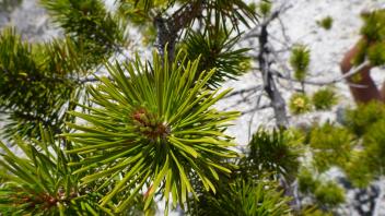 Grand Canyon of the Tuolumne