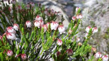 Grand Canyon of the Tuolumne