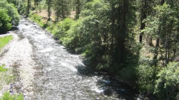 stream with trees on either side