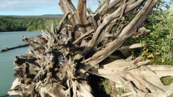 Islands & Large Woody Debris