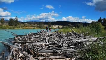 Islands & Large Woody Debris