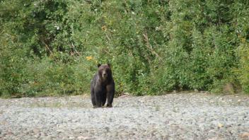 Black Bear