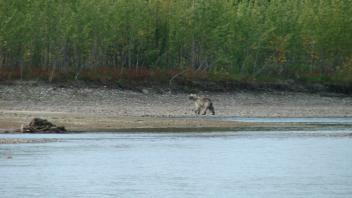 Kobuk 2008 Wildlife