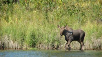  Moose Calf