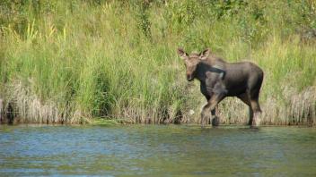  Moose Calf