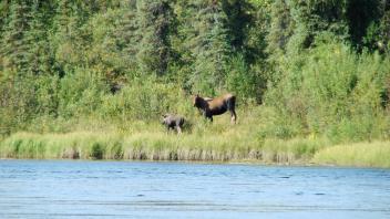 Moose Cow and Calf