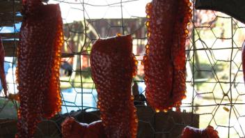 Kobuk Candy