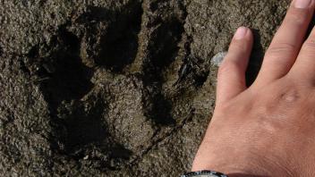 wolf tracks