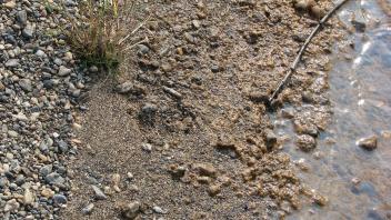 wolf tracks