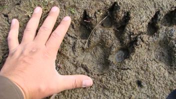 wolf tracks