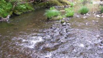 Lagunitas Creek 