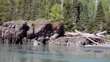 Large woody debris