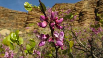 Lower Canyon