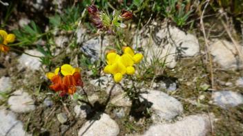 Lower Tuolumne