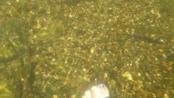 Lower Tuolumne