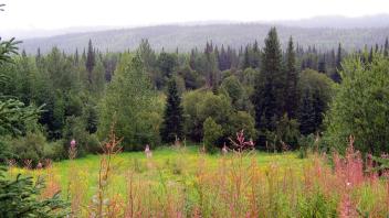 Meadows at Mosque Creek