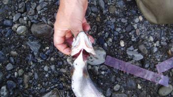 bull trout