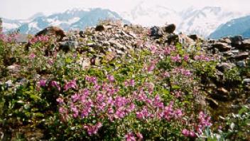 Miles Glacier Flowers