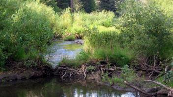 Old Beaver Dam on Beaver Creek