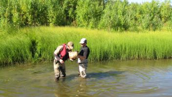 Oxbow bugs
