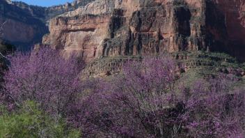 grand canyon