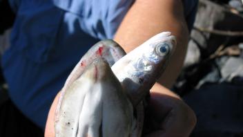bulltrout 