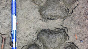 wolf marks