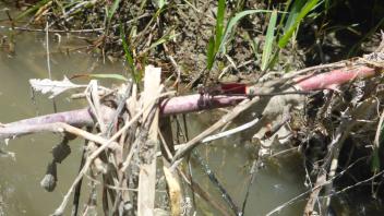 Putah Creek