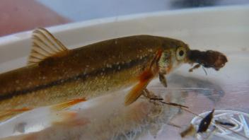 Red Hills Roach