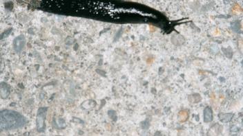 insect
