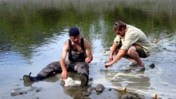 Ryan and Max measuring juvenile salmonid