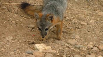 Santa Cruz Island Fox