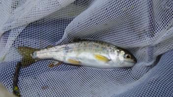 salmon