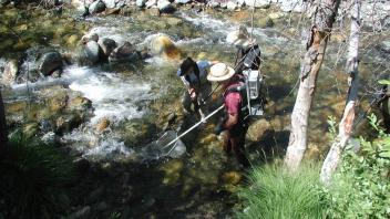 Scott River Electro-Fishing