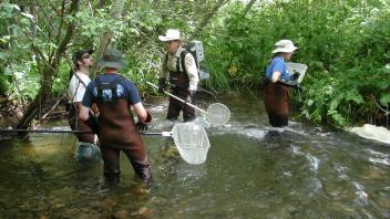 Scott River Electro-Fishing 10