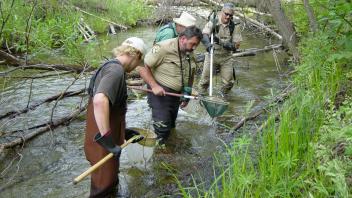 Scott River Electro-Fishing