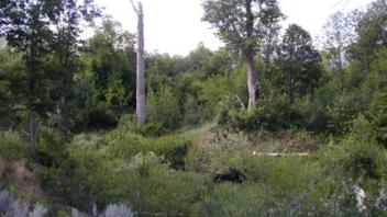 Scott River Emigrant Creek