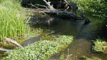Scott River Emigrant Creek