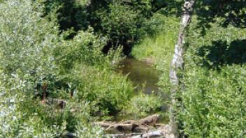 Scott River Emigrant Creek