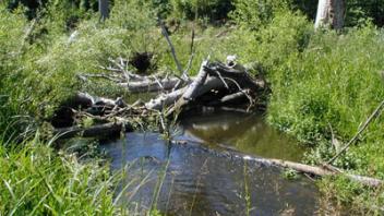 Scott River Emigrant Creek