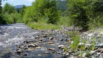 Forest river flowing on the side.